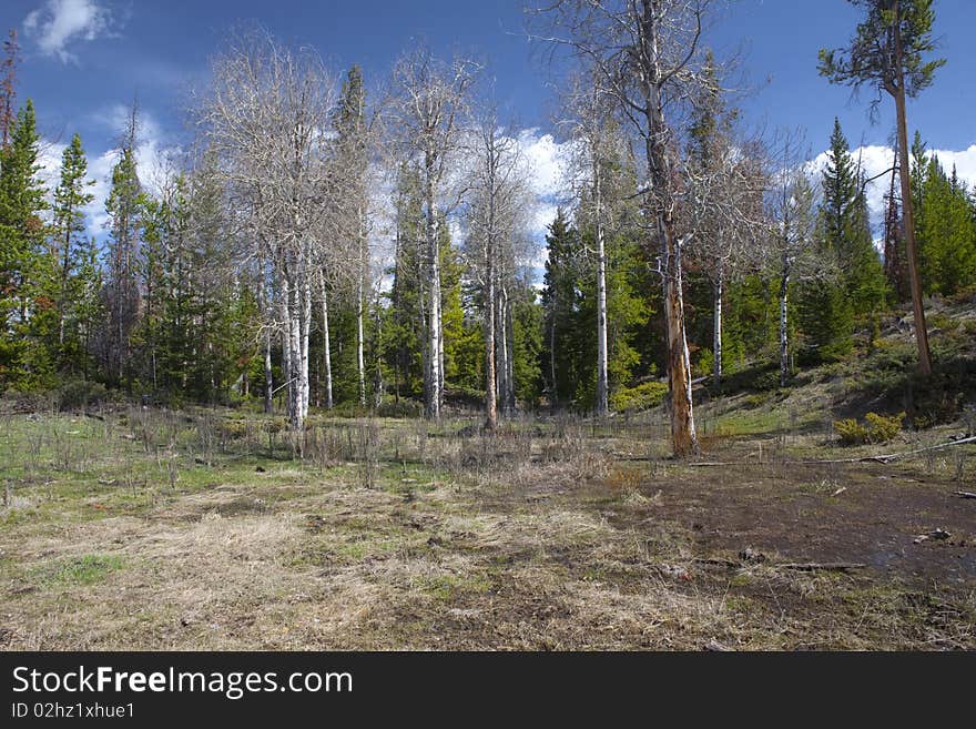 Nice trees in the national park of Yellowstone, Wyoming. Nice trees in the national park of Yellowstone, Wyoming