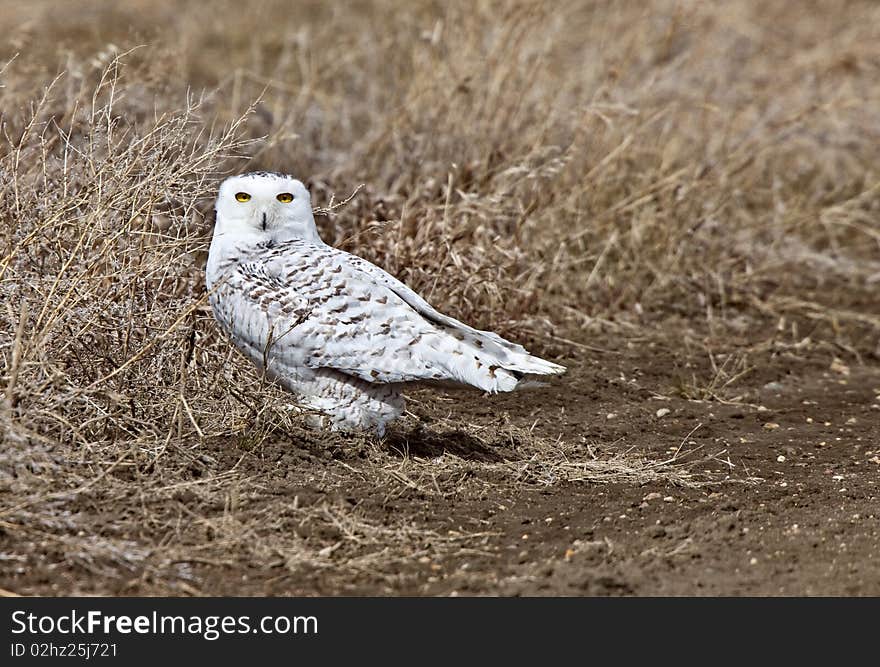 Snowy Owl Saskatchewan Canada ground prairie