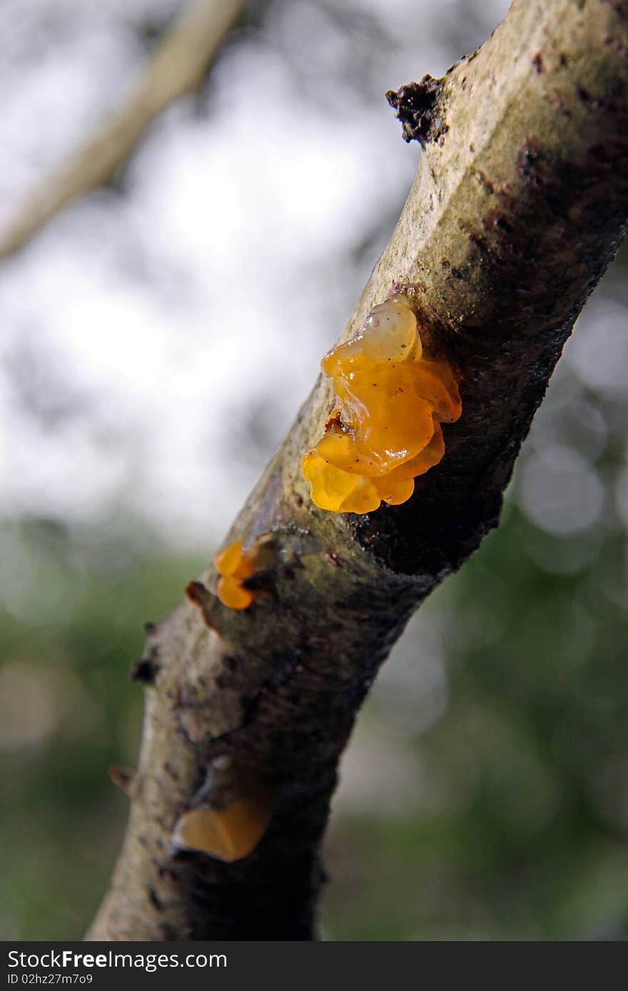 Jelly Fungus growing on a tree branch