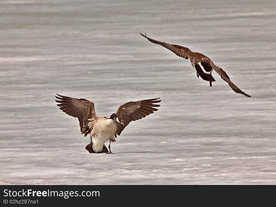 Canada Geese fighting playing on Ice Saskatchewan prairie