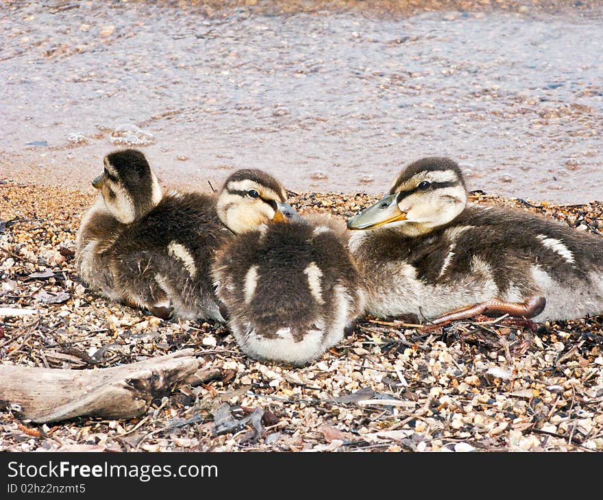 Three baby ducks cuddling on the sand near a lake.