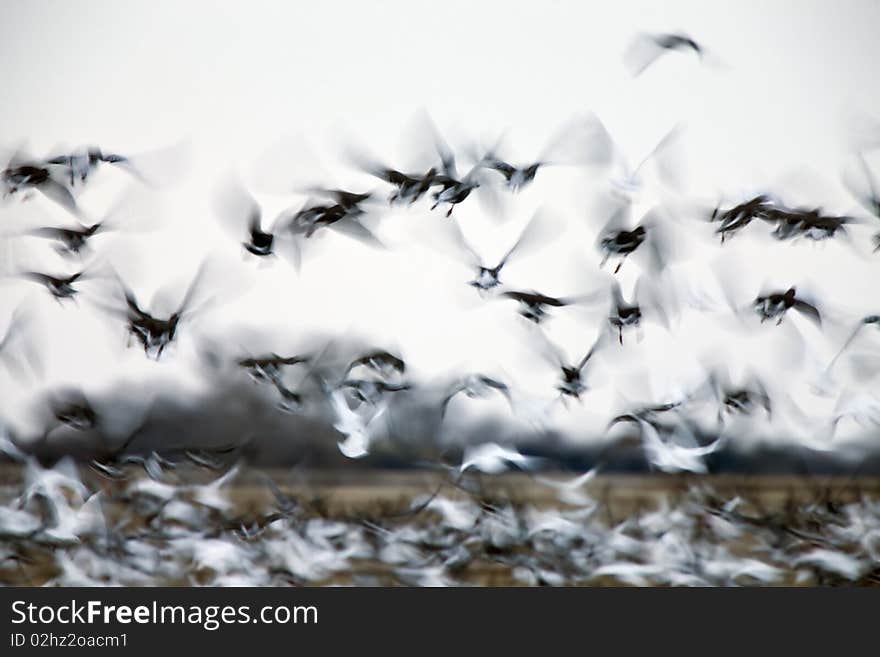 Motion Blurred Panned Snow Geese flight Saskatchewan. Motion Blurred Panned Snow Geese flight Saskatchewan