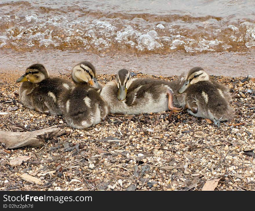 Baby ducks snuggling on the ground near a lake.  There are 4 ducklings.