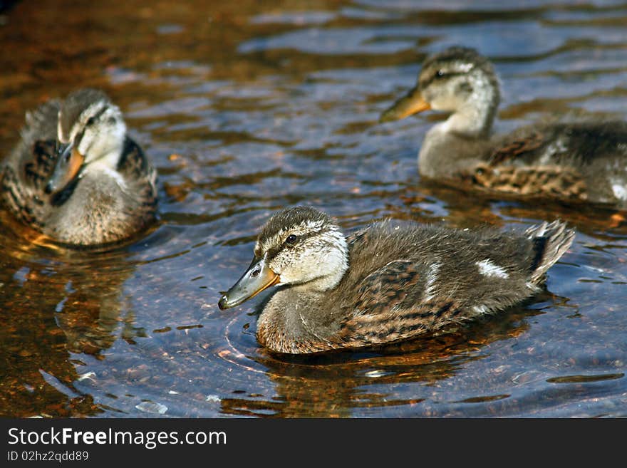 Three wild ducklings are swimming.  The one in the front is in focus and centered. Three wild ducklings are swimming.  The one in the front is in focus and centered.