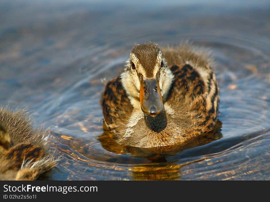 Duckling In Water