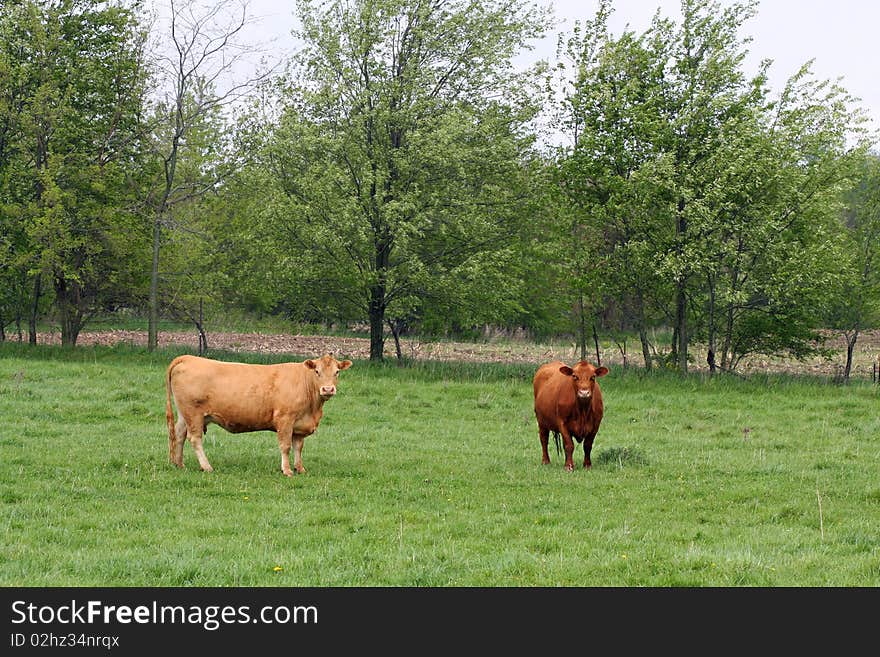 Cows in Pasture