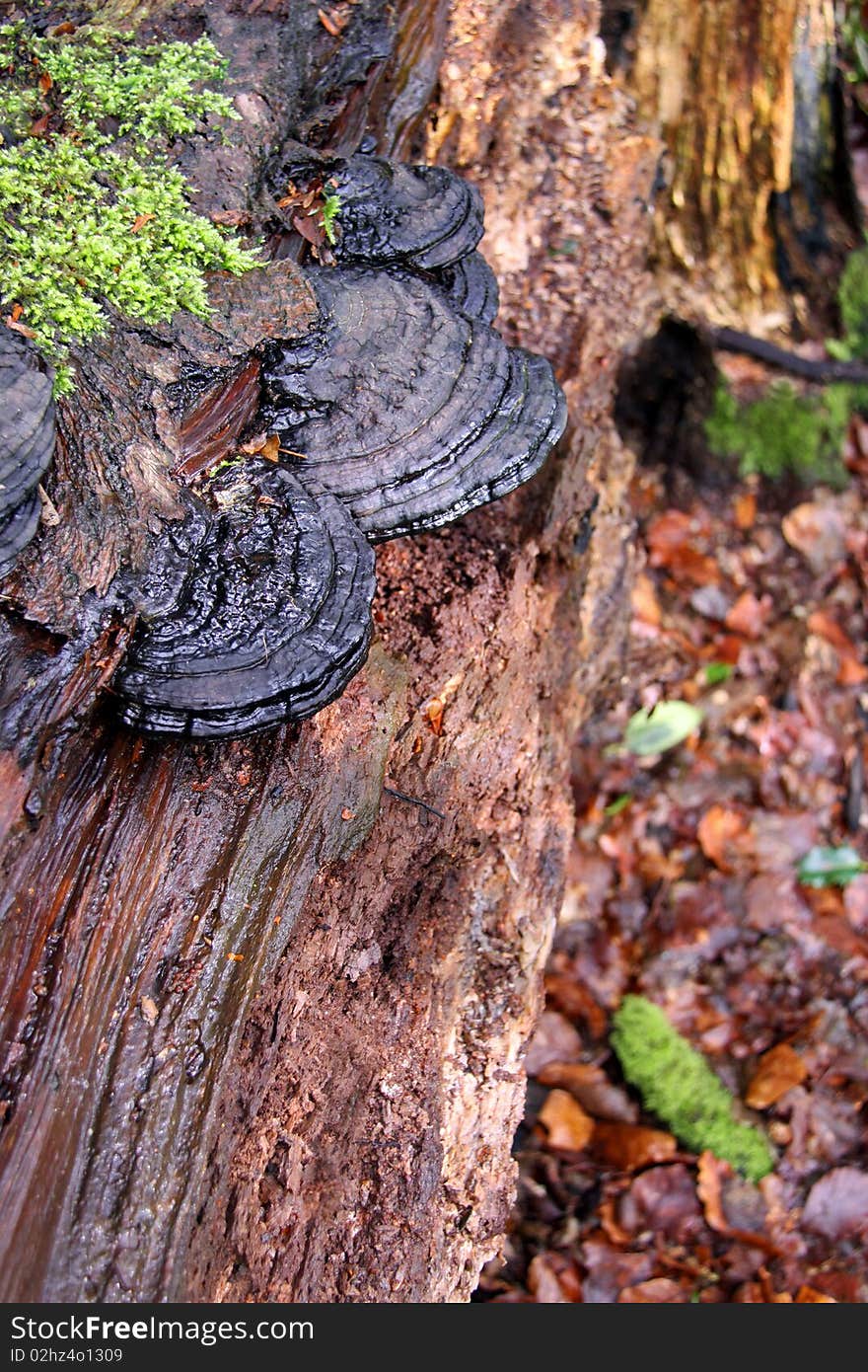 Bracket Fungi and moss on an old dead Silver Birch tree in a forest