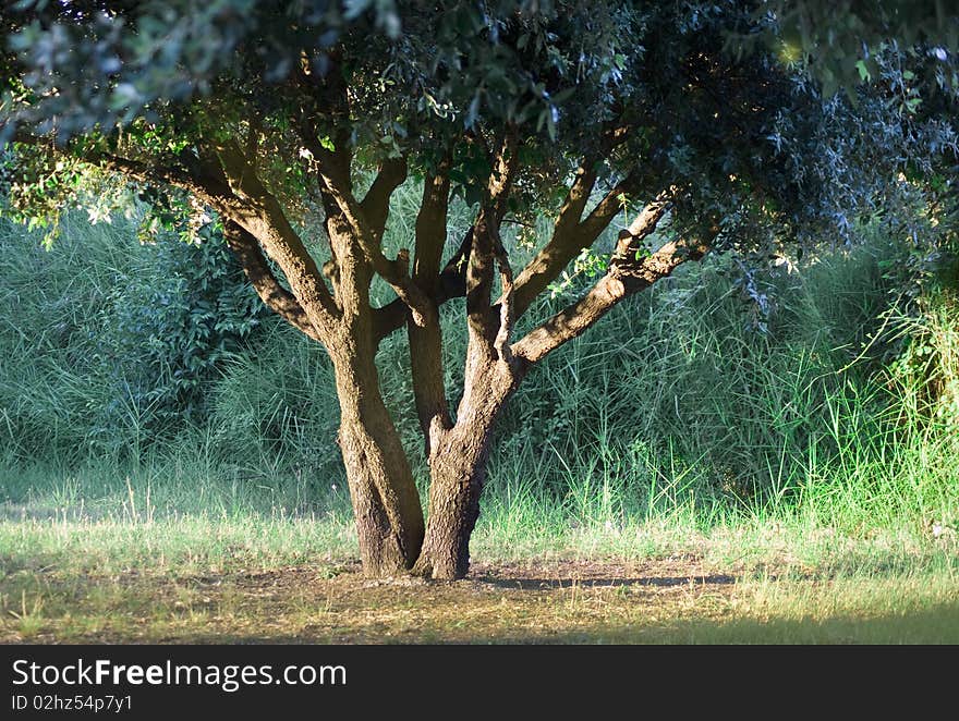 In a park in summer there a wonderful big tree