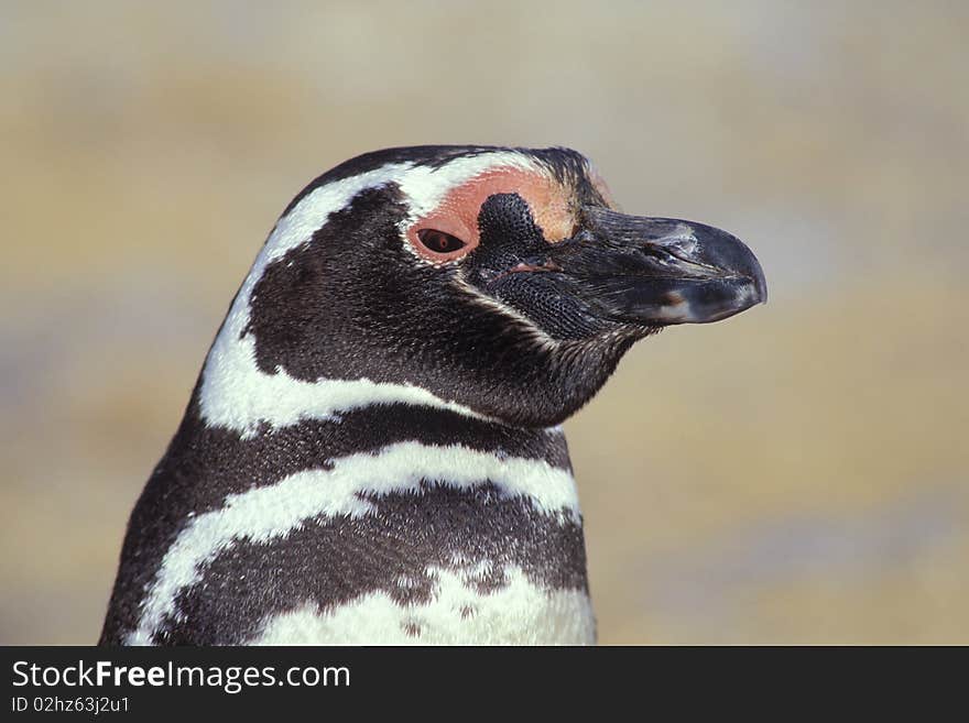 Magellenic Penguin.