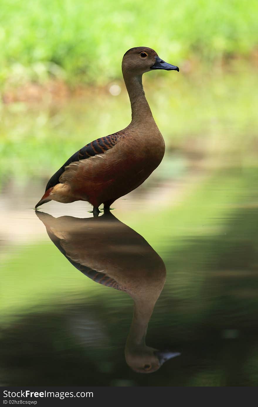 A cute duck duckling in the man-made lake. A cute duck duckling in the man-made lake.