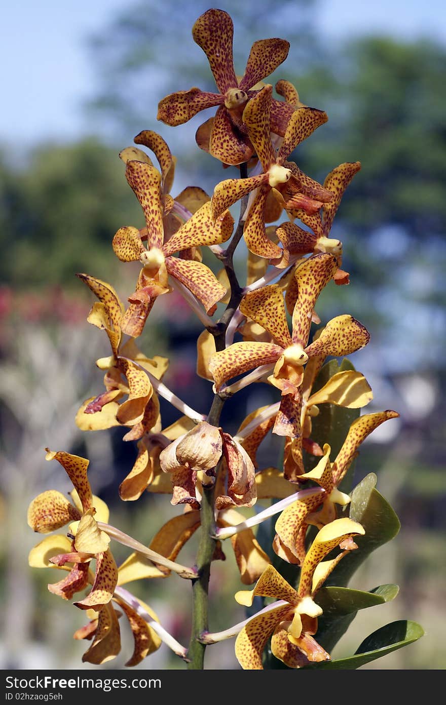 Wild orchids of high-mountainous Borneo. The paradise fallen asleep butterflies. Wild orchids of high-mountainous Borneo. The paradise fallen asleep butterflies.