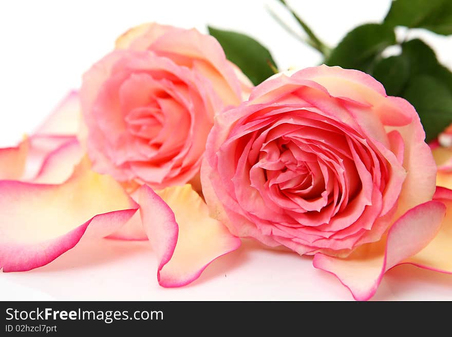 Pink roses on a white background