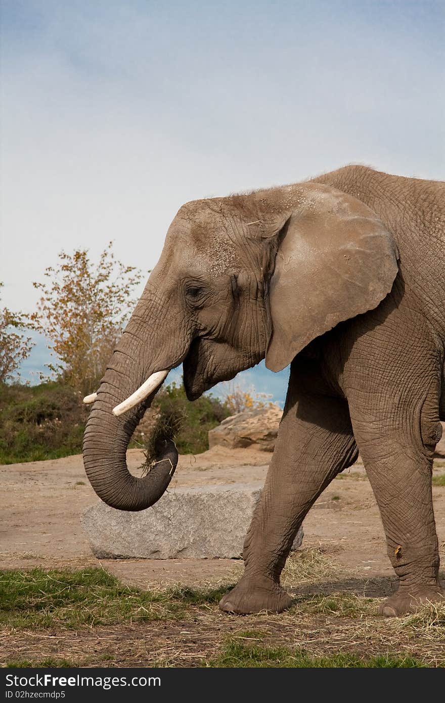 Elephant eating some grass