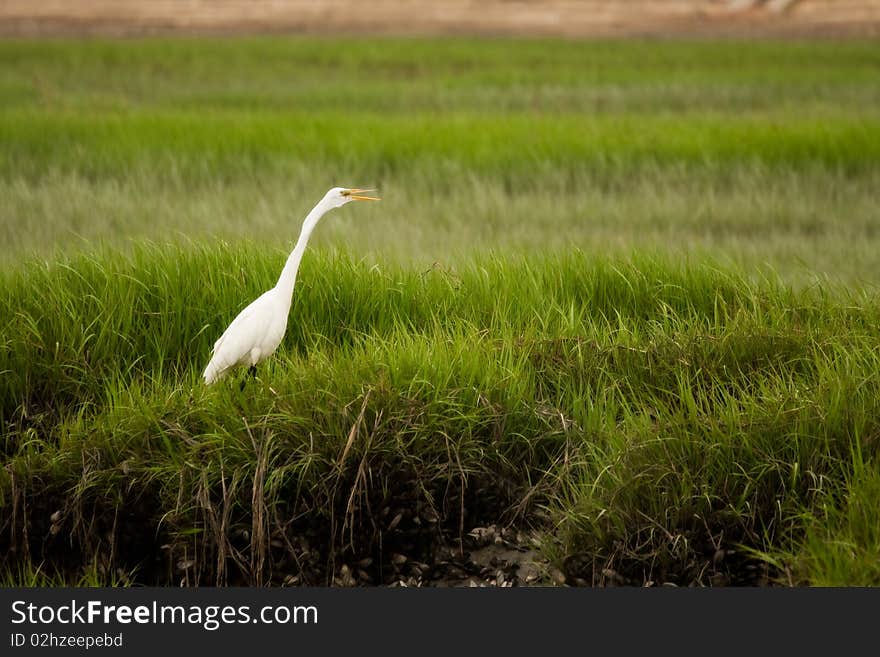 Stork in tall grass