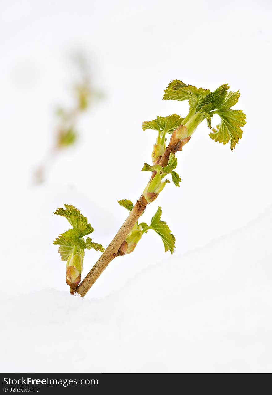 Plants in snowdrift