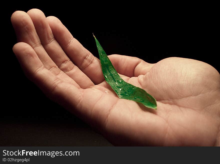 This is a grass that's on the palm of a hand. This is a grass that's on the palm of a hand