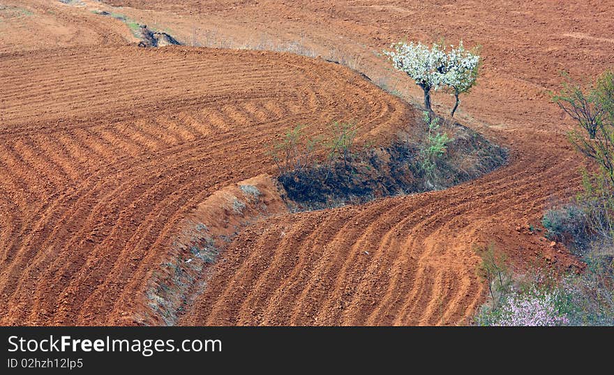 the lonely pear in farmland. the lonely pear in farmland.