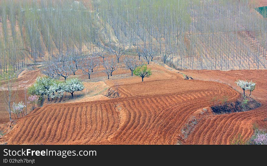 Trees and fields in spring.