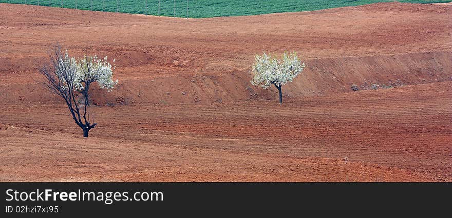 Spring Fields