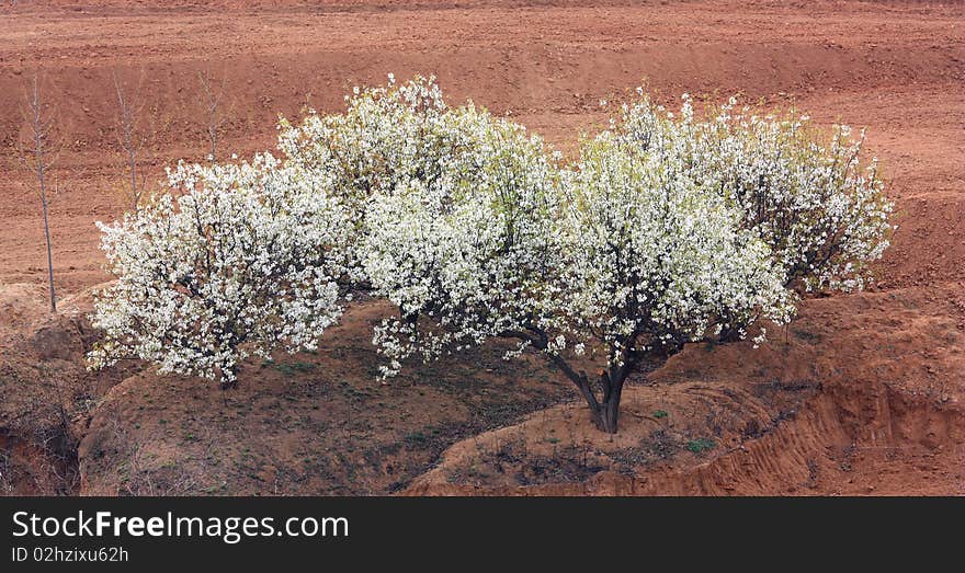 Pear blossom