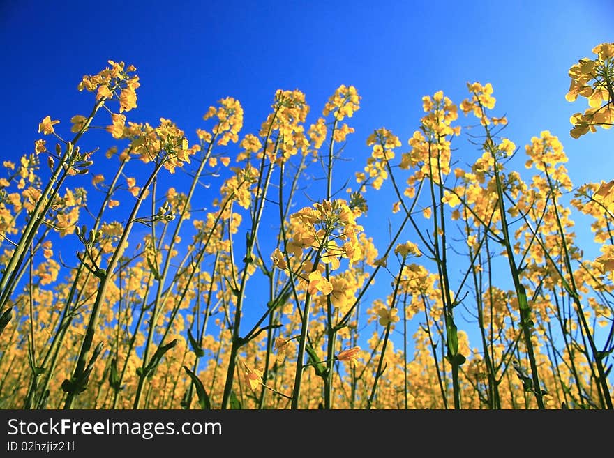 Yellow herb under blue sky close-up