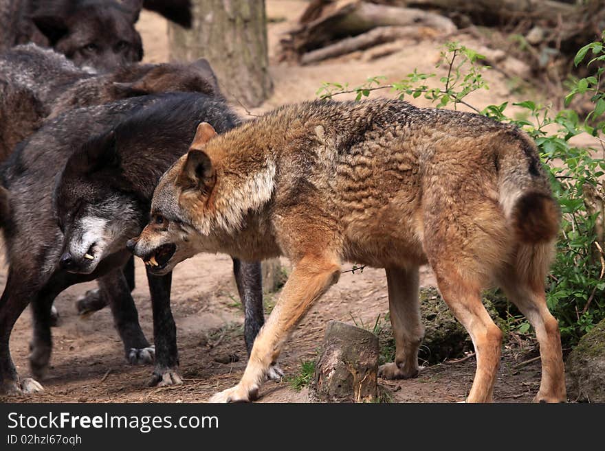 Wolf (canis Lupus)