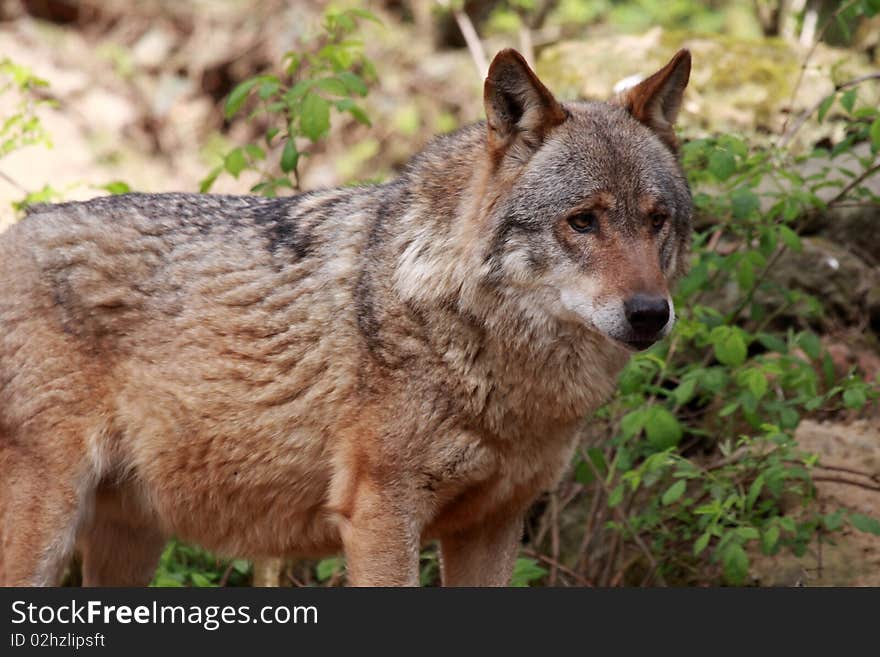 Wolf (canis lupus)