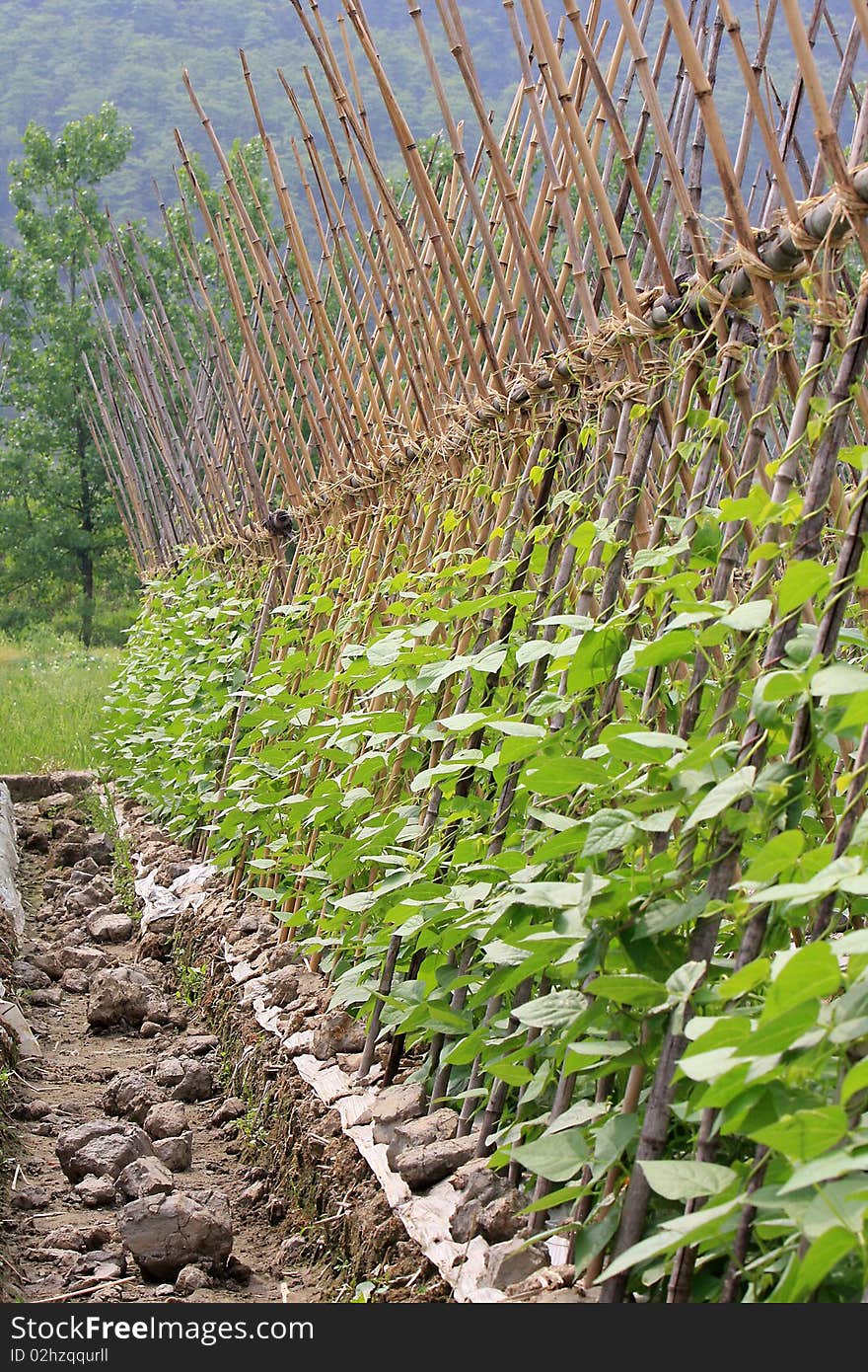 Kidney airs, being the growth of kidney beans, with woven bamboo shelves, is a traditional Chinese vegetable varieties.