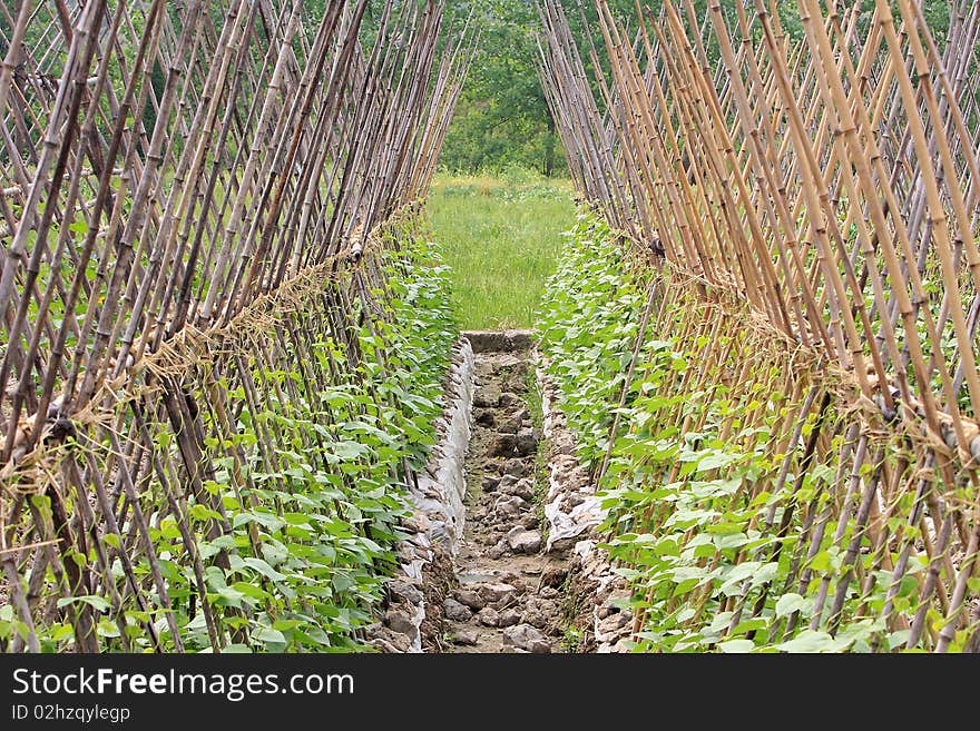 Kidney airs, being the growth of kidney beans, with woven bamboo shelves, is a traditional Chinese vegetable varieties.