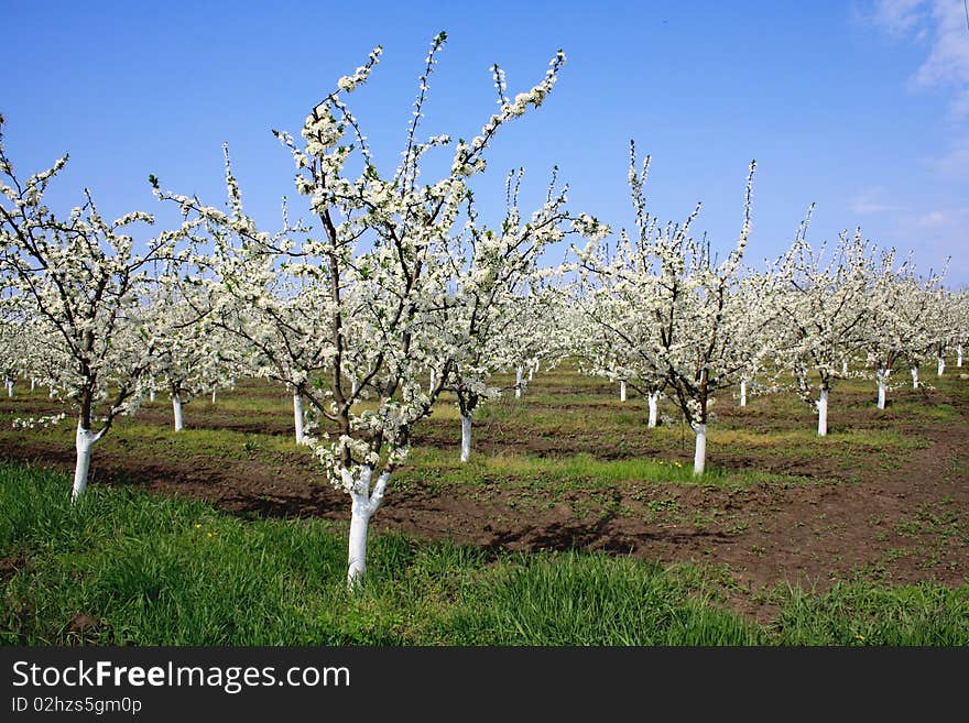 Flowering fruit trees and spring garden. Flowering fruit trees and spring garden