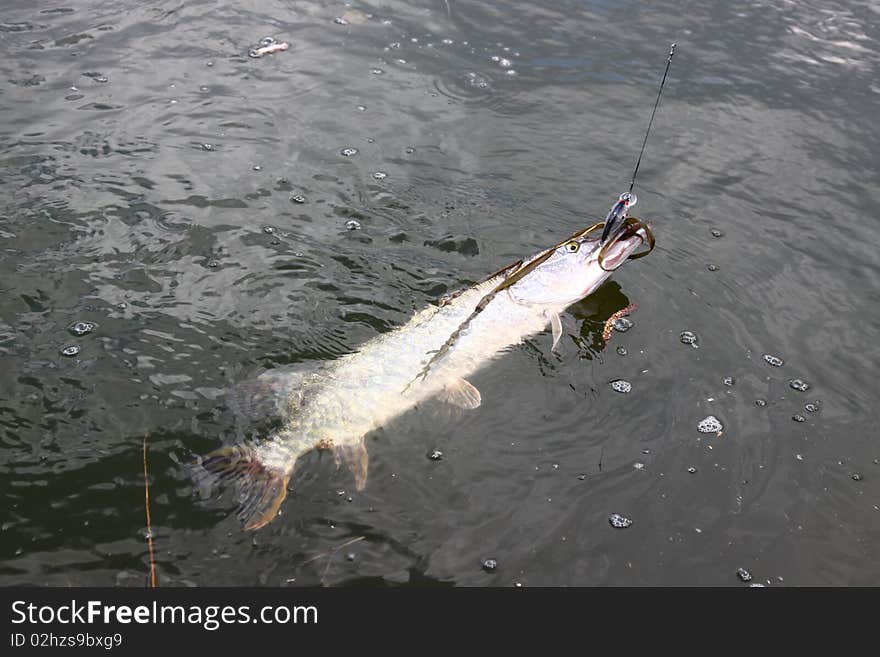 Catching pike fish with tackle into a water