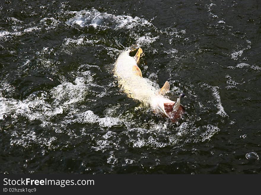 Catching pike fish with tackle into a water