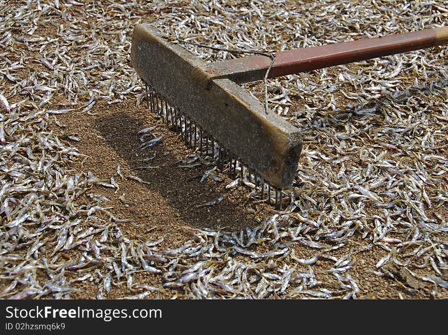 Small fish market in Africa