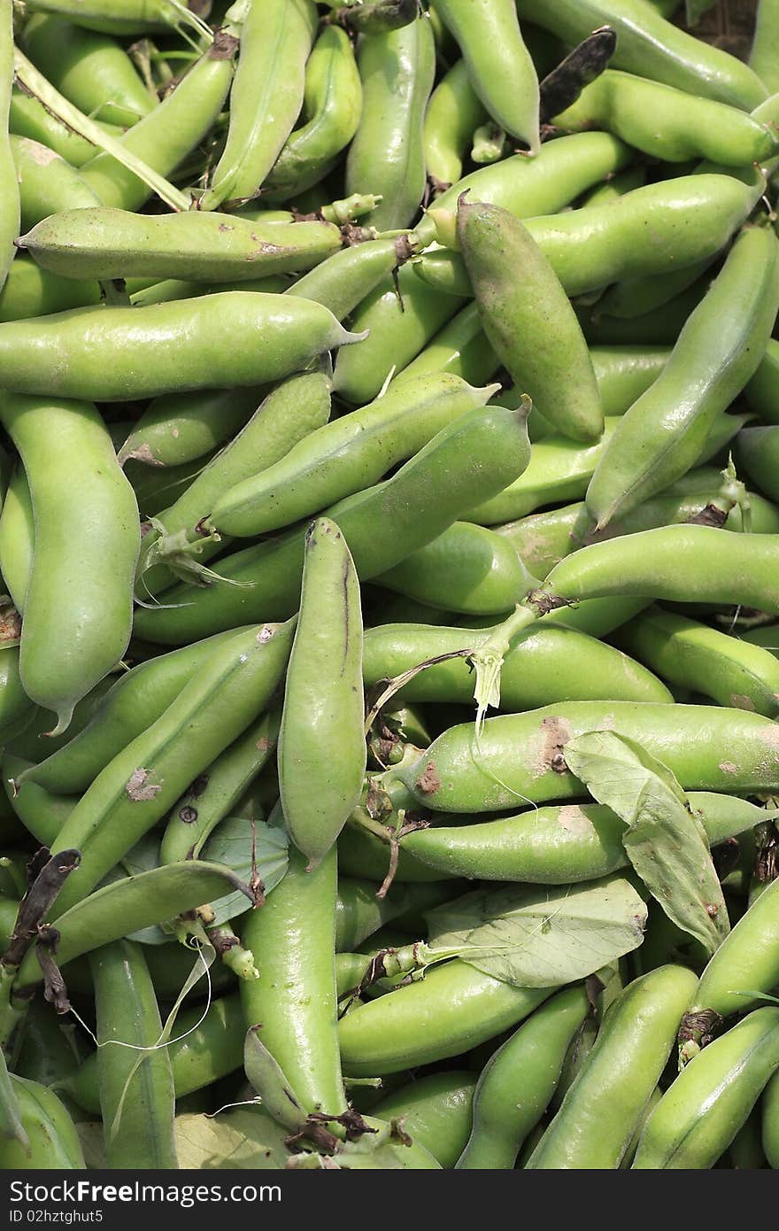 Broad bean