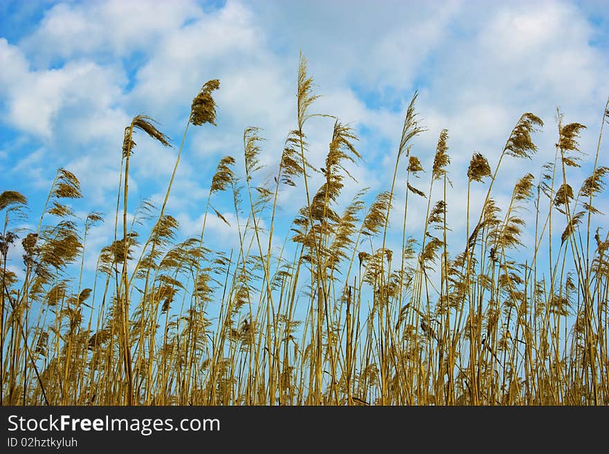 Dry reed against the blue sky with clouds. Early spring.