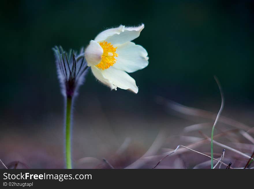 Spring flower head