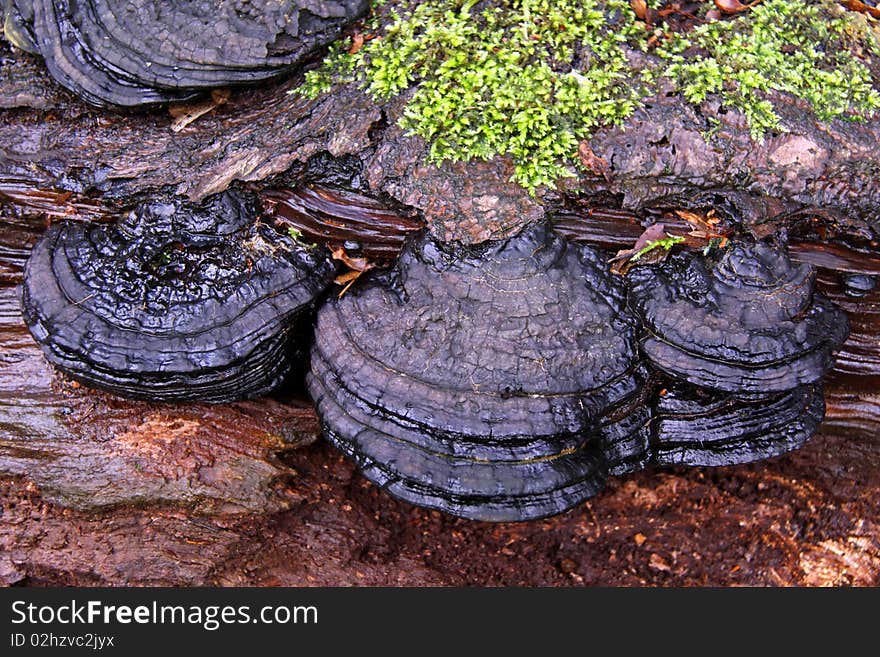 Bracket Fungi on an old dead Silver Birch tree