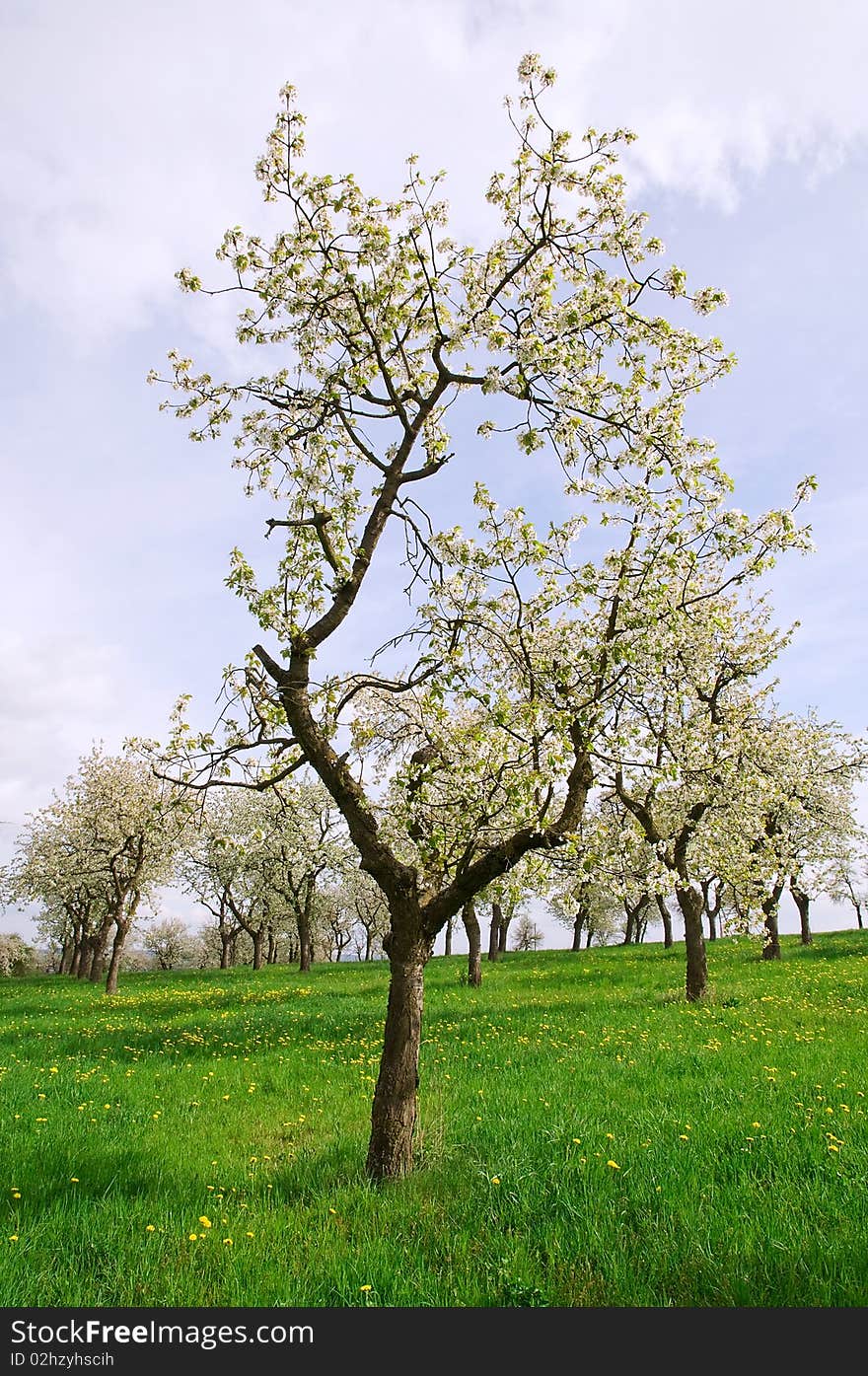 Spring Trees On The Meadow