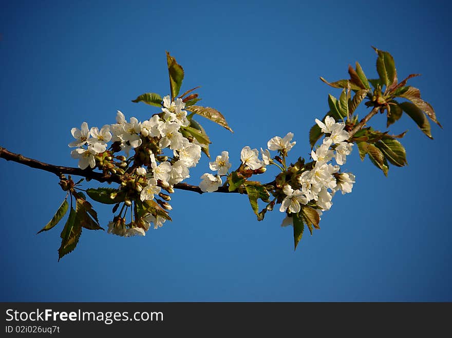 Blossoming twig of cherry-tree on blue sky background. Blossoming twig of cherry-tree on blue sky background