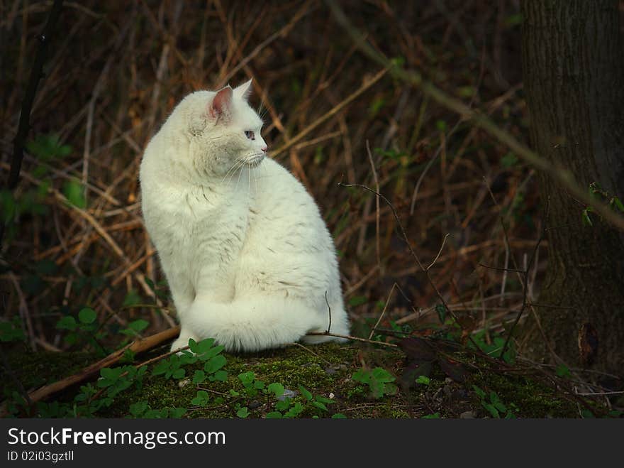 White cat