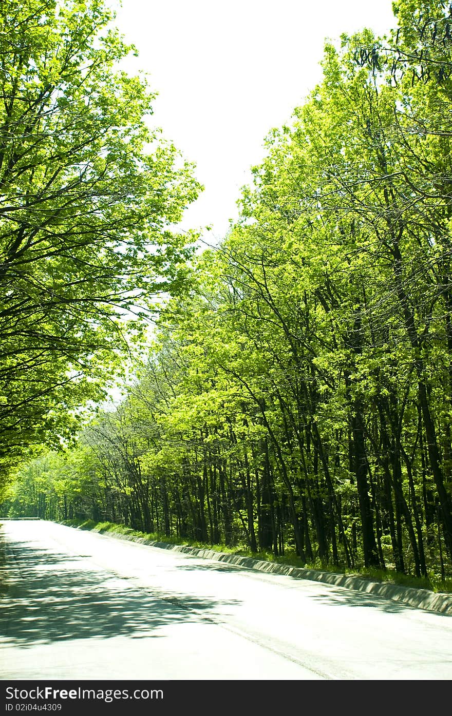 Driving through an idyllic forest, in the spring sun. Driving through an idyllic forest, in the spring sun