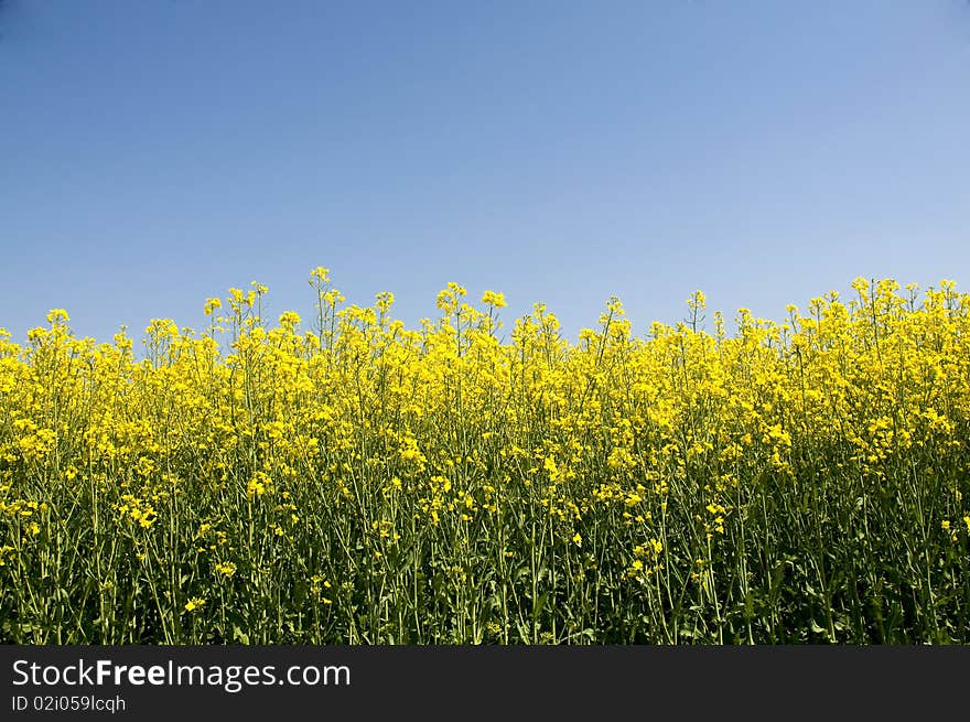 Beautiful rape field on a clear blue sky of spring. Beautiful rape field on a clear blue sky of spring