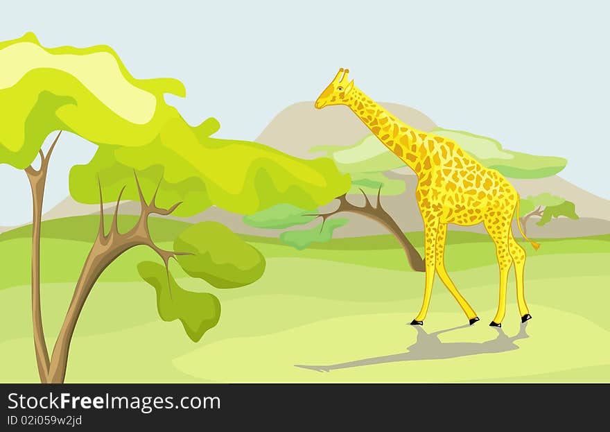 Giraffe