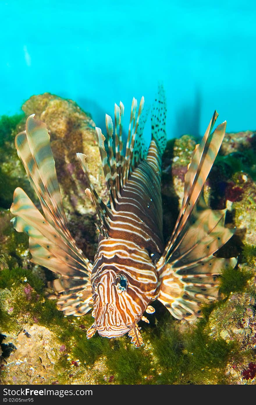 Volitan Lionfish in Aquarium