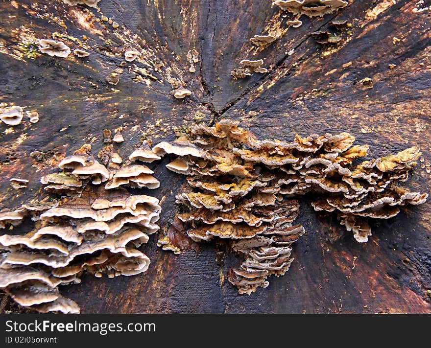 Bracket Fungi on an old dead Silver Birch tree in a forest. Bracket Fungi on an old dead Silver Birch tree in a forest