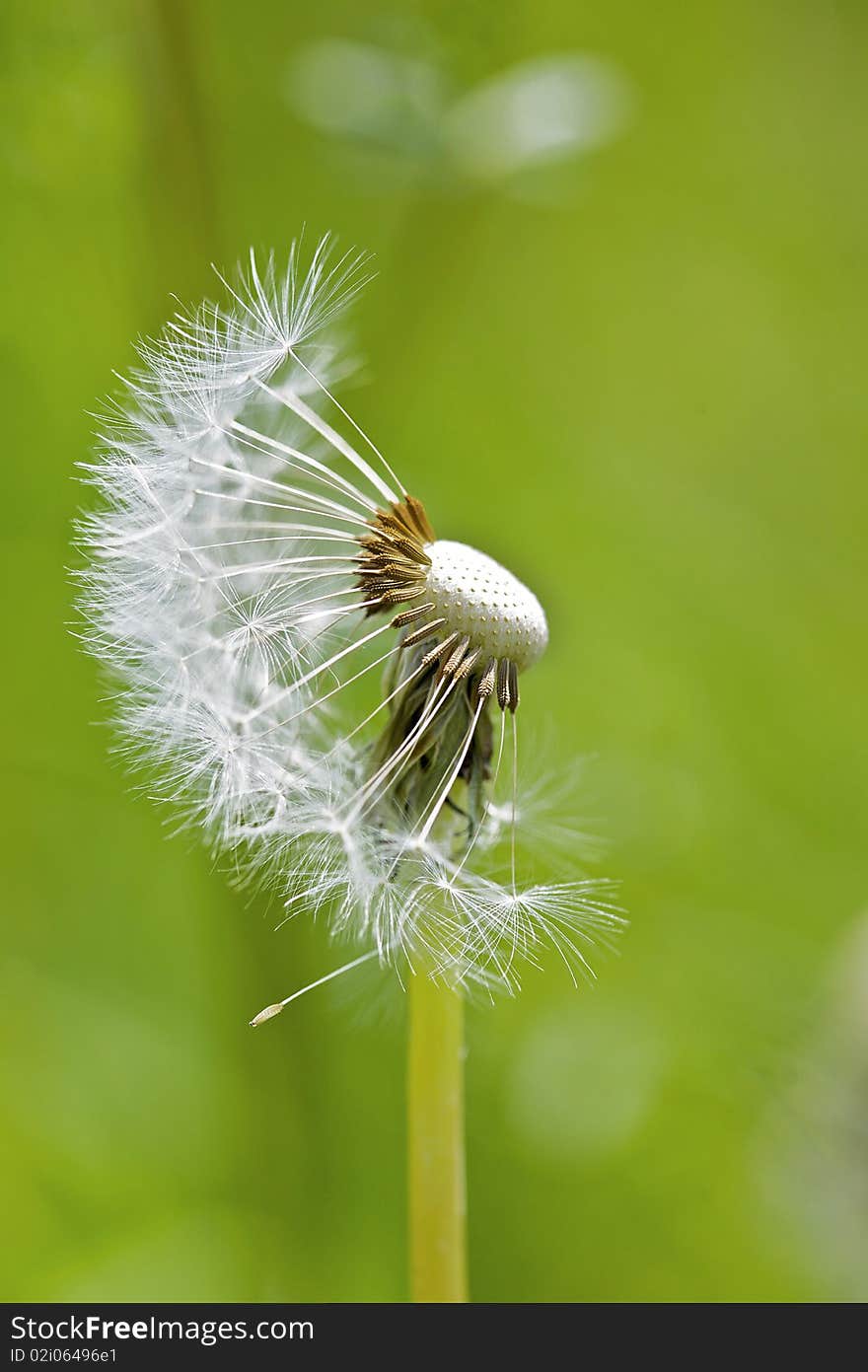 Flower Blowball Dandelion