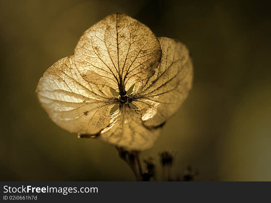 Hydrangea