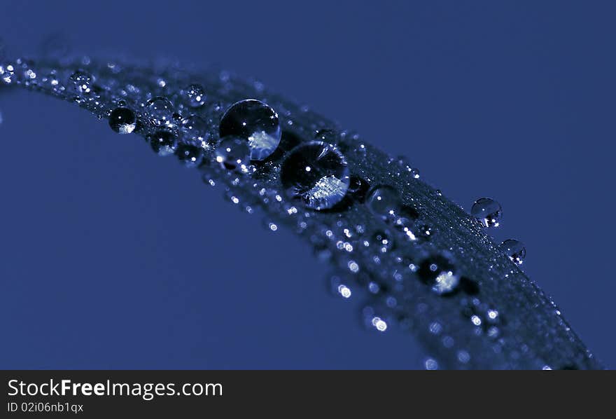 Water drops of blue grass