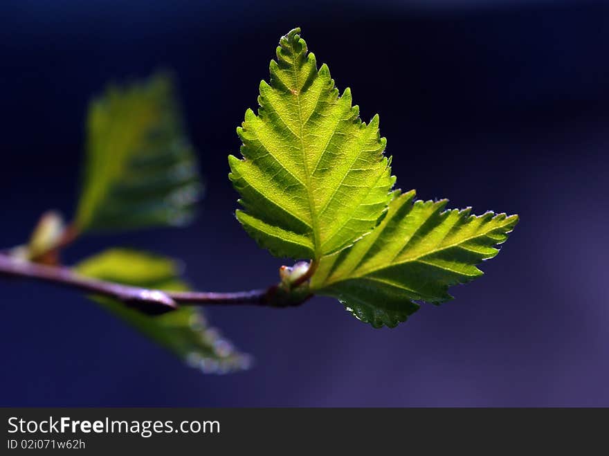 Green leaves with sun ray and blue background