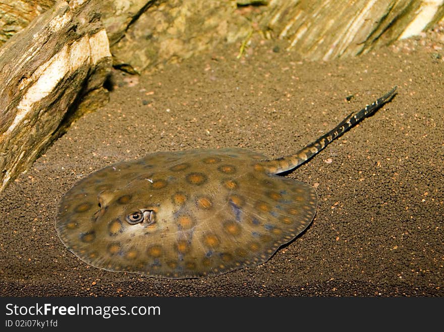 Round Sting Ray in Aquarium